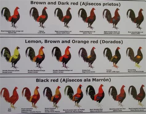 Chicken breeds, Rooster breeds, Chickens backyard