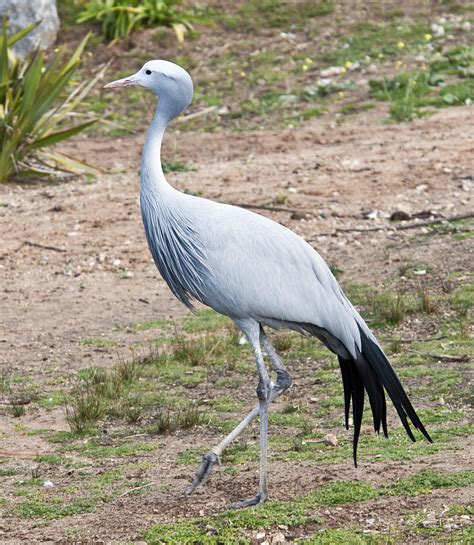 Blue Crane | A blue crane photographed at the San Diego Wild… | Flickr