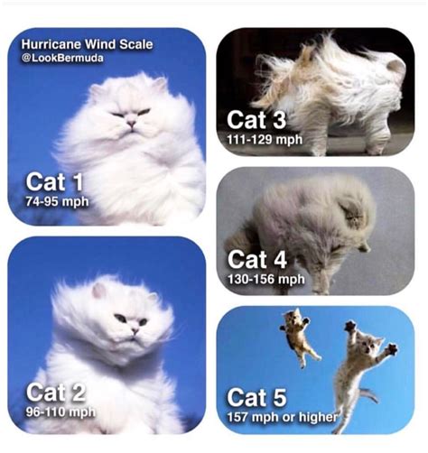 Hurricane Cats : r/funny