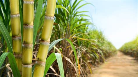 Texas' Last Remaining Sugar Cane Grower Is Shutting Down