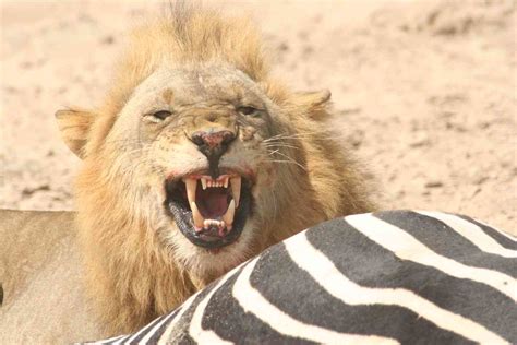 Lion Eating Zebra | Travel T.V. | Flickr