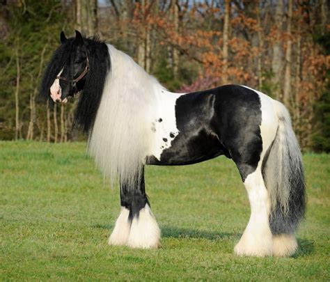 7 Fascinating Facts About The Gypsy Vanner Horse – Horse Spirit