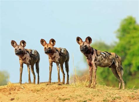 What Are The Predators Of Leopards? - Worldwide Nature