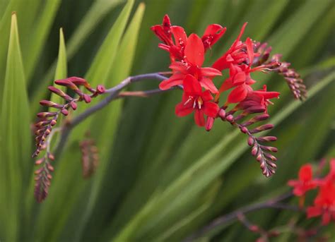 Crocosmia (Montbretia) – A to Z Flowers