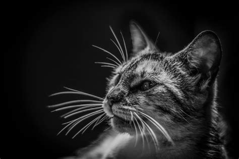 Grayscale Photography of Cat · Free Stock Photo