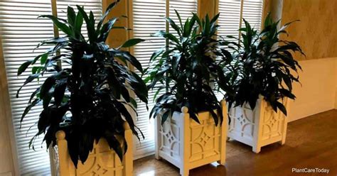 How To Use Neem Oil On Houseplants - Tips On Pests Killing