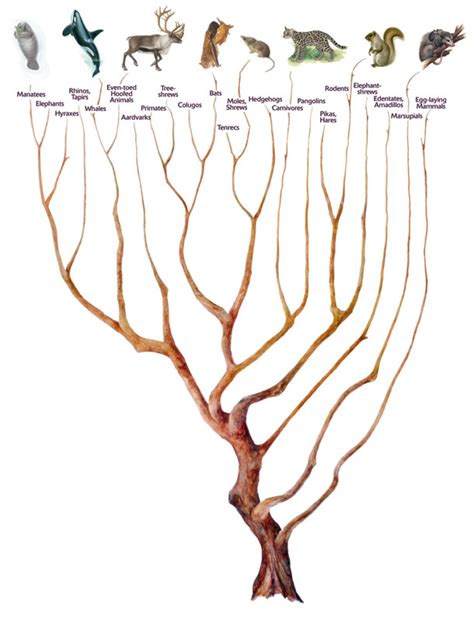 Mammal Evolution Family Tree