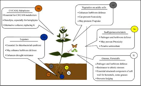 Metal Hyperaccumulation in Plants: A Review Focusing on Phytoremediation Technology - SciAlert ...