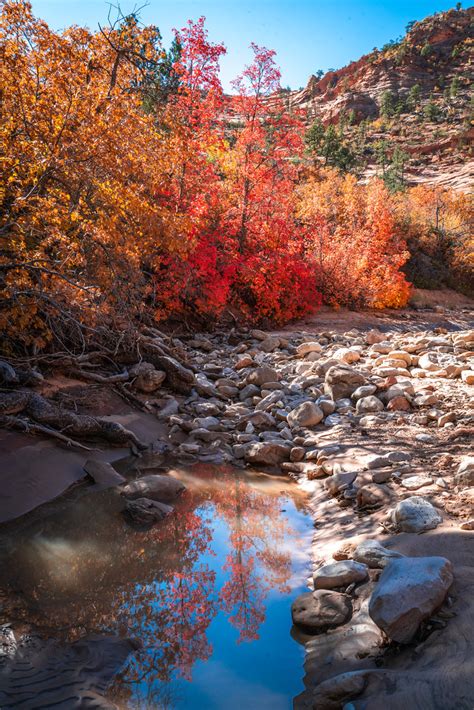 Peak Zion NP Autumn Colors! Zion National Park Fall Foliag… | Flickr