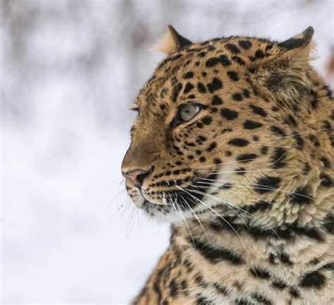 Top 10 facts about Amur Leopards | WWF