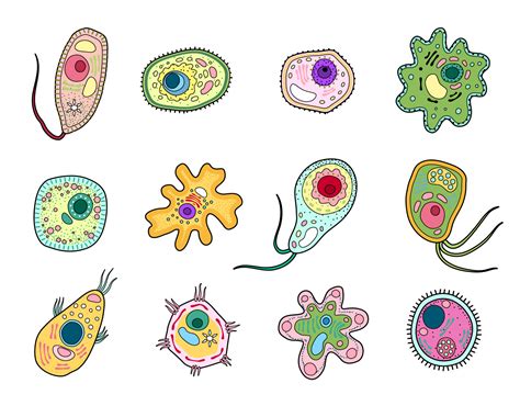 Protista, protozoa or amoeba microorganism cells 17127599 Vector Art at Vecteezy