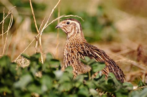 Common Quail | Bird Identification Guide | Bird Spot