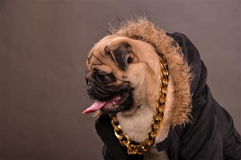 400+ Rapper Dog Names: Rap & Hip Hop Inspired Dog Name Ideas!