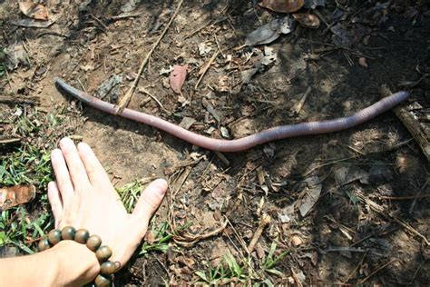 Meet Australia's Giant Gippsland Earthworm, The World's Biggest Worm