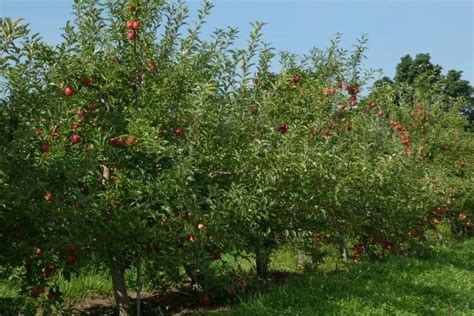 Tips for Visiting an Apple Orchard, Chicago U Pick Orchards, and Apple ...