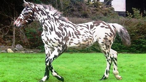 World's RAREST Horse Breeds Ever! - YouTube