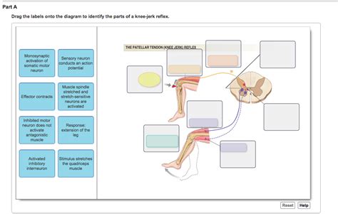 Knee Jerk Reflex Diagram - Wiring Diagram Pictures