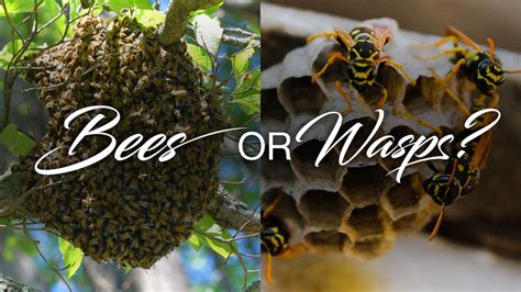 Honey Bee Hive vs. Wasp Nest: How to Identify the Difference