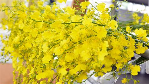 Yellow Oncidium Orchids – Green Point Nurseries, Inc