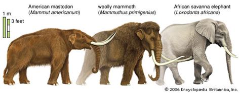 A New "Lady" in Town, Part I: Why Priscilla the mastodon isn't a mammoth at all | BEYONDbones