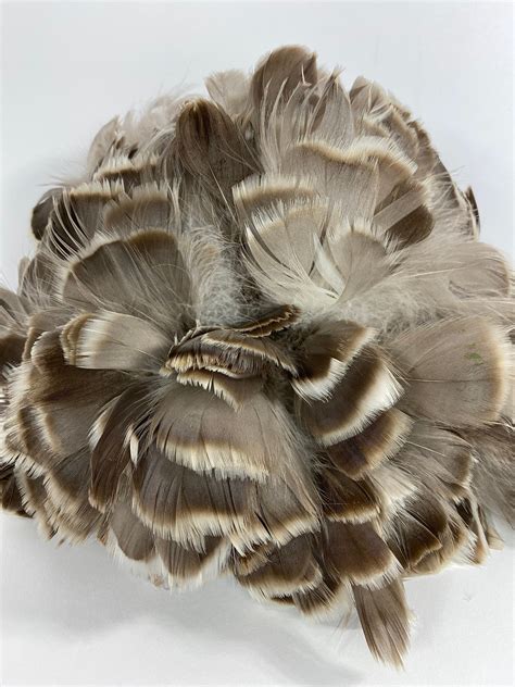 Goose Coquille Natural Grey Feathers 4-5 Strung Goose Feathers Bulk 0.25LB (approx 1.5yds ...