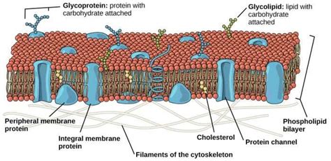 Phospholipid Bilayer | Lipid Bilayer | Structures & Functions