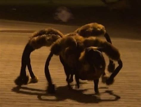 Video: The ‘Mutant Giant Spider Dog’ Prank Reactions Are Priceless - GeekShizzle