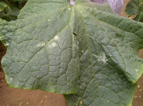 Cucumber powdery mildew: how to control the disease - SEIPASA