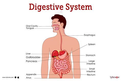 Digestive System (Human Anatomy): Picture, Functions, Diseases, and Treatments