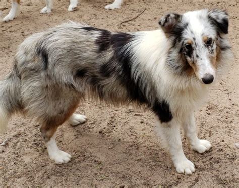 Blue Merle Female Puppy (SOLD) - All Star Shelties