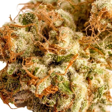 Orange Cookies Strain Effects, Reviews, & More - Hail Mary Jane