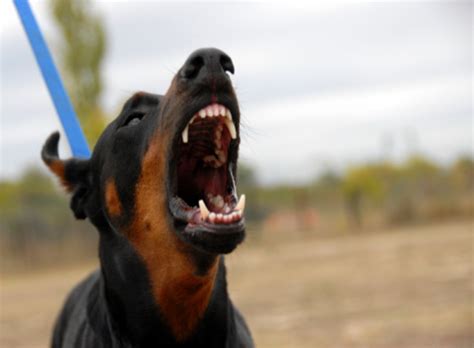 Dangerous Doberman Stock Photo - Download Image Now - iStock