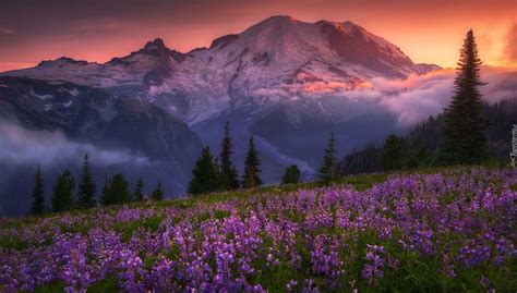 Stany Zjednoczone, Stan Waszyngton, Góry Kaskadowe, Park Narodowy Mount Rainier, Stratowulkan ...