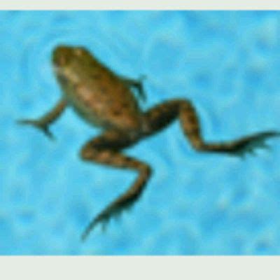 Frog Style Swimming 《LU •° - Moderate Workout by *lujain* M. - Skimble