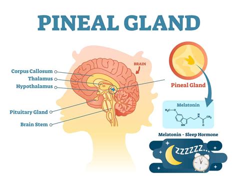 11 Secrets to Decalcify Pineal Gland Calcification (Boost Energy, Slow ...