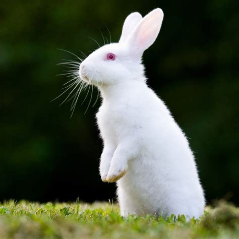 15 Best Rabbit Breeds