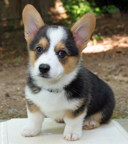Corgies have to be the cutest puppies ever- | I love dogs!!! | Pinterest | Animal, Chiot et Les ...