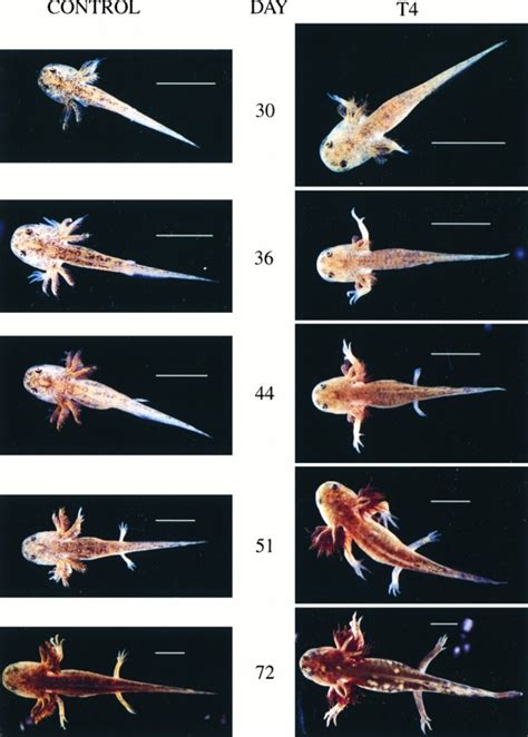 Get Axolotl Anatomy Diagram PNG