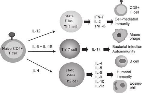 T-helper cell differentiation into Th1 and Th2 cells. Differentiation... | Download Scientific ...