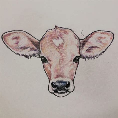 Cute Cow Drawings Pencil