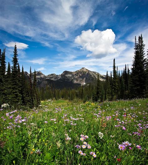 Mount Revelstoke National Park (Map, Images and Tips) | Seeker