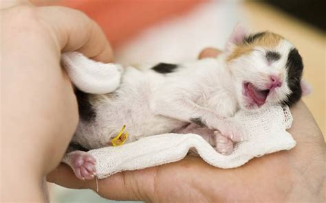 Newborn Kittens: Size, Growth, Development And Care