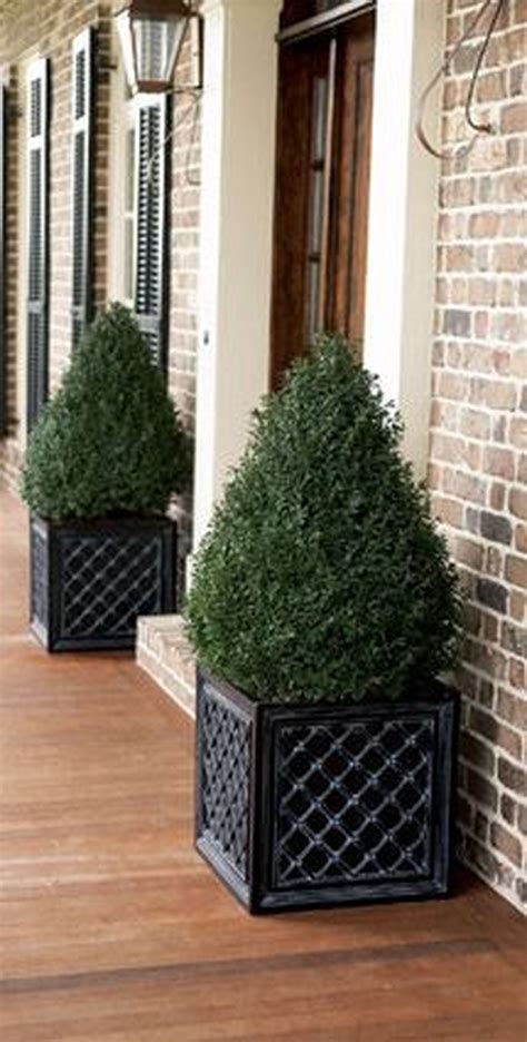 20+ Front Door Trees In Pots – DECOOMO