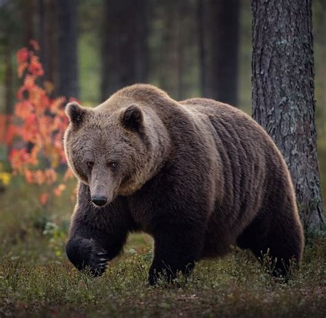 Let's Go Wild — beautiful-wildlife: Brown Bear (Finland) by Urs...