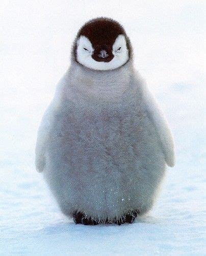 Sleepy penguin | Cute animal photos, Cute animals, Cute baby animals