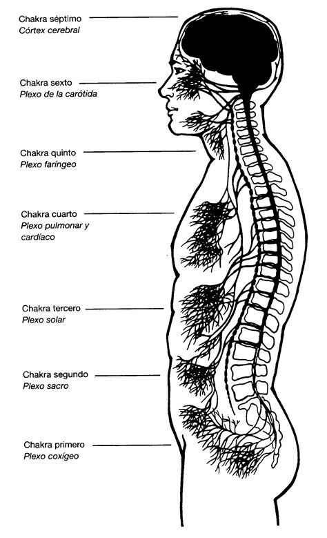 Los Chakras – EMEDT