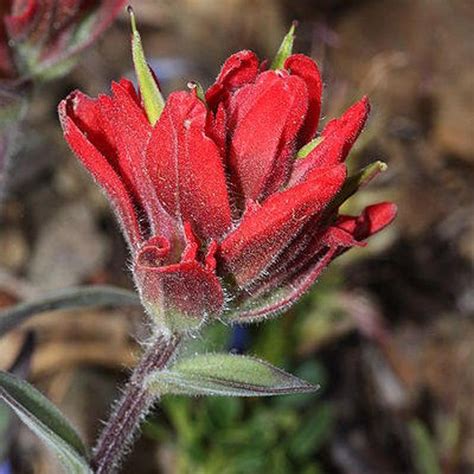 Red INDIAN PAINTBRUSH Castilleja Indivisa Flower Seeds