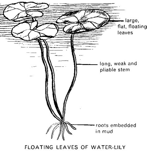 Water Balance in Plants: Root System Adaptations