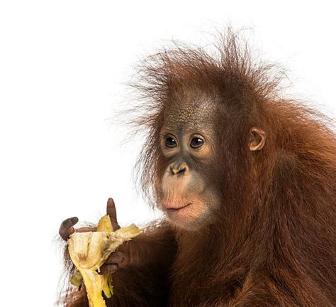 Orangutan Ape Monkey White Background Stock Photos, Pictures & Royalty-Free Images - iStock