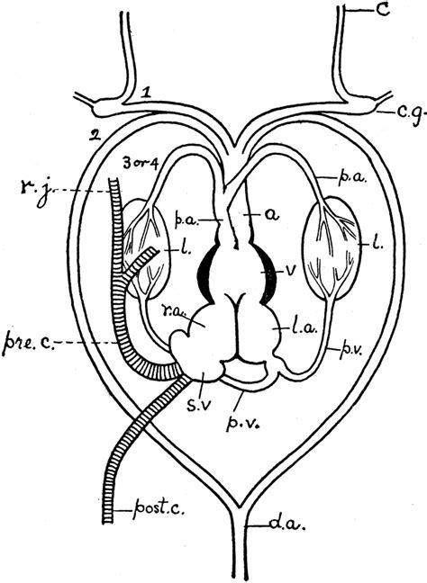 Frog Heart | ClipArt ETC